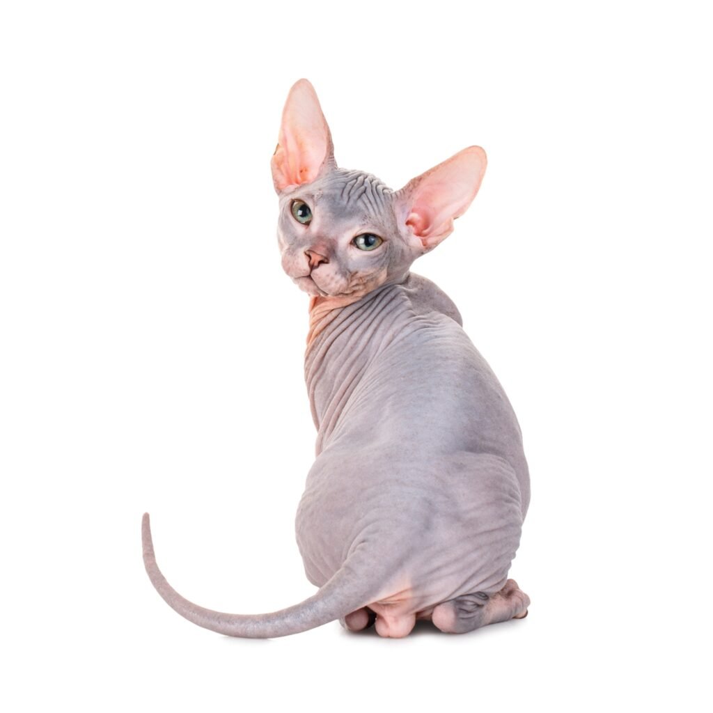 Are Orange Cats Really the Goofiest Cats? Genetics May Have an Answer