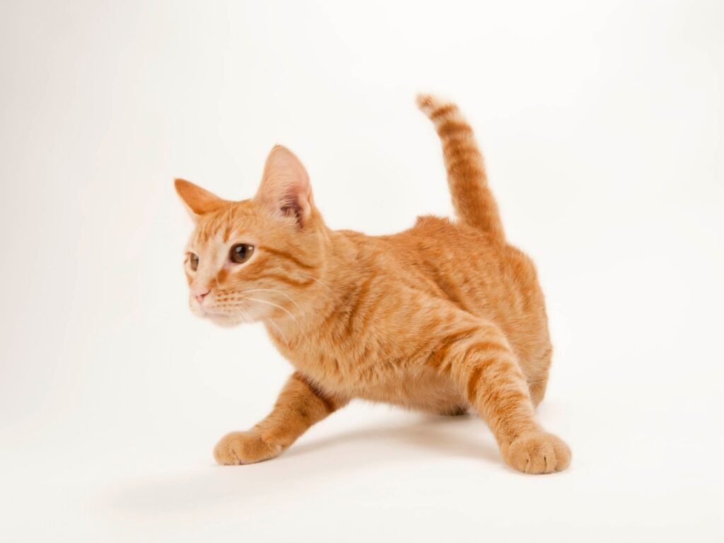 Are Orange Cats Really the Goofiest Cats? Genetics May Have an Answer
