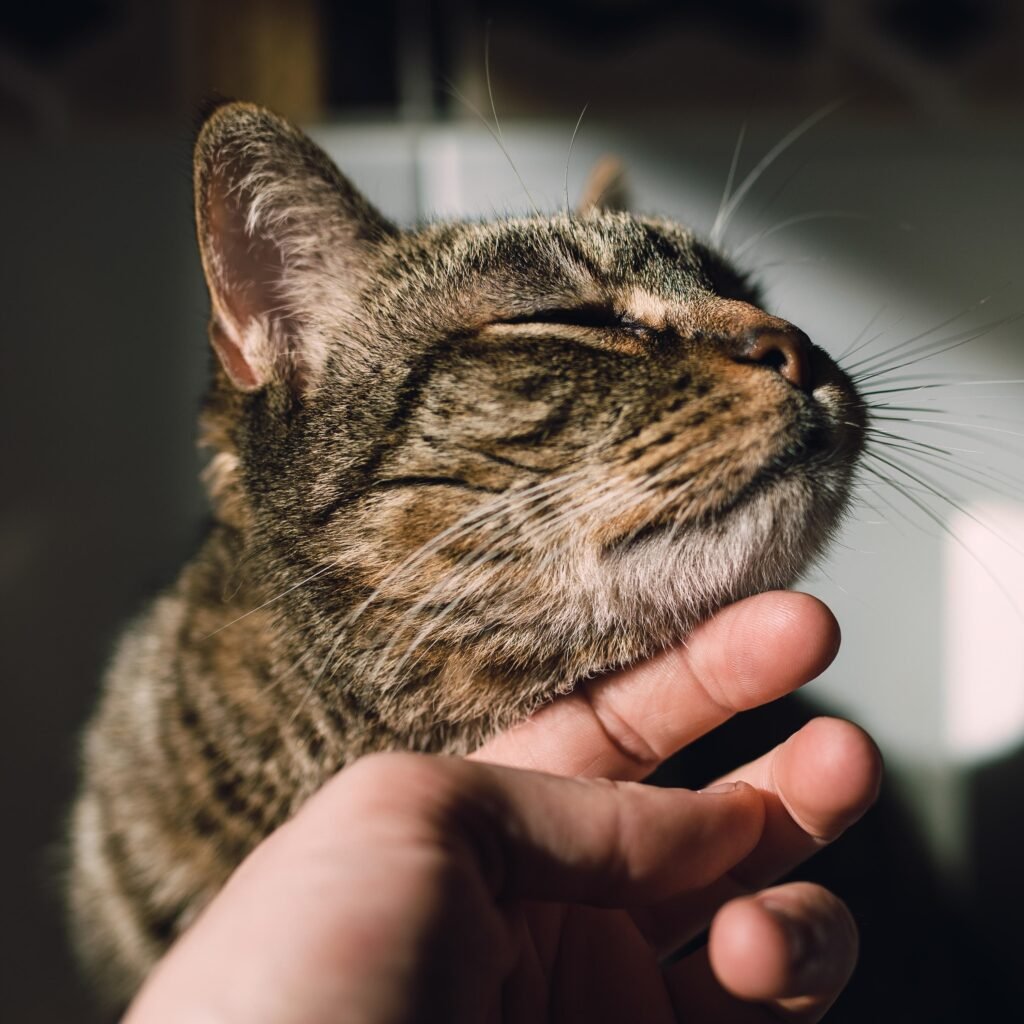 Are Orange Cats Really the Goofiest Cats? Genetics May Have an Answer