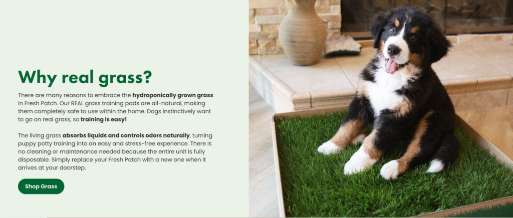 Creative Ideas to Start a Pet Business