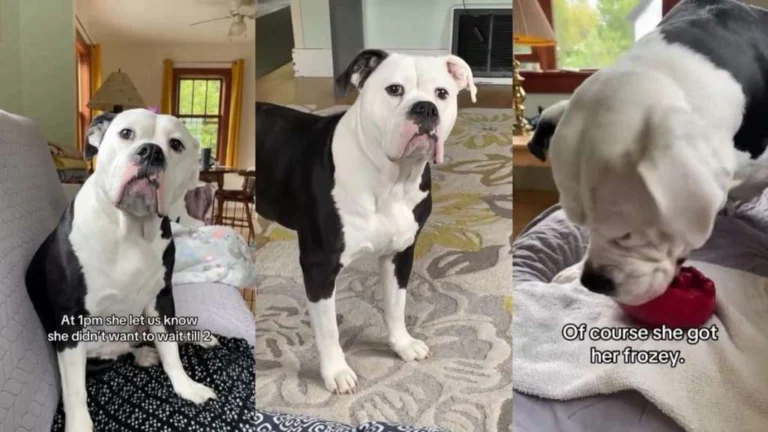 dog clearly communicates her treat demand with hilarious results