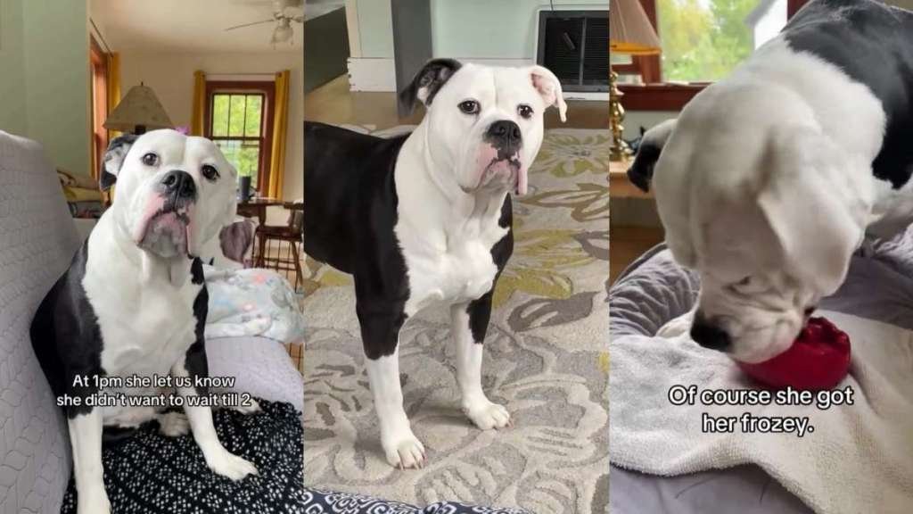Dog Clearly Communicates Her Treat Demand with Hilarious Results