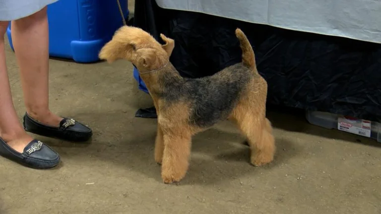 dog show returns to prince george agriplex this weekend