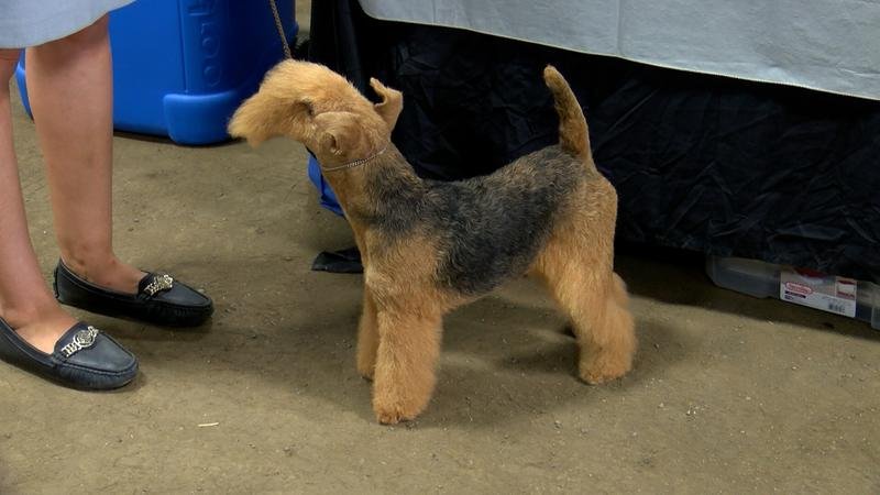 Dog Show Returns to Prince George Agriplex This Weekend