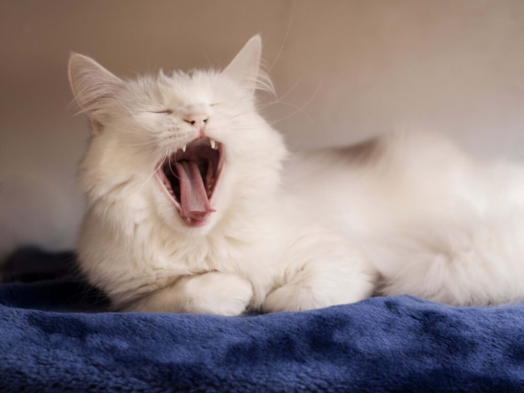 Fluffy Cats Adorable Yawn Captivates the Internet