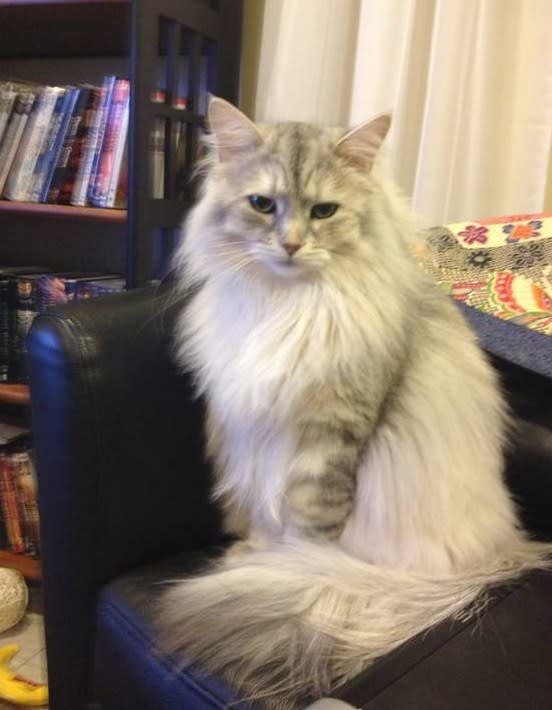 Fluffy Cats Adorable Yawn Captivates the Internet