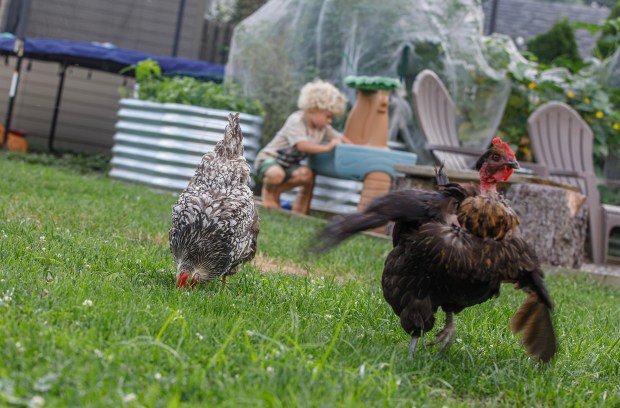Karolina Fedoryszaks Battle for Backyard Chickens in Forks Township