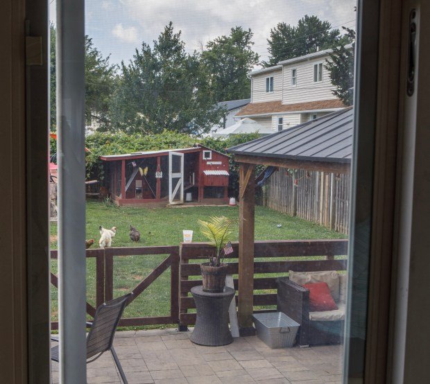 Karolina Fedoryszaks Battle for Backyard Chickens in Forks Township