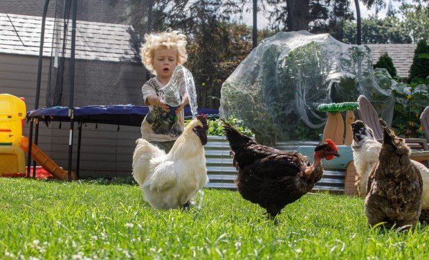 Karolina Fedoryszaks Battle for Backyard Chickens in Forks Township