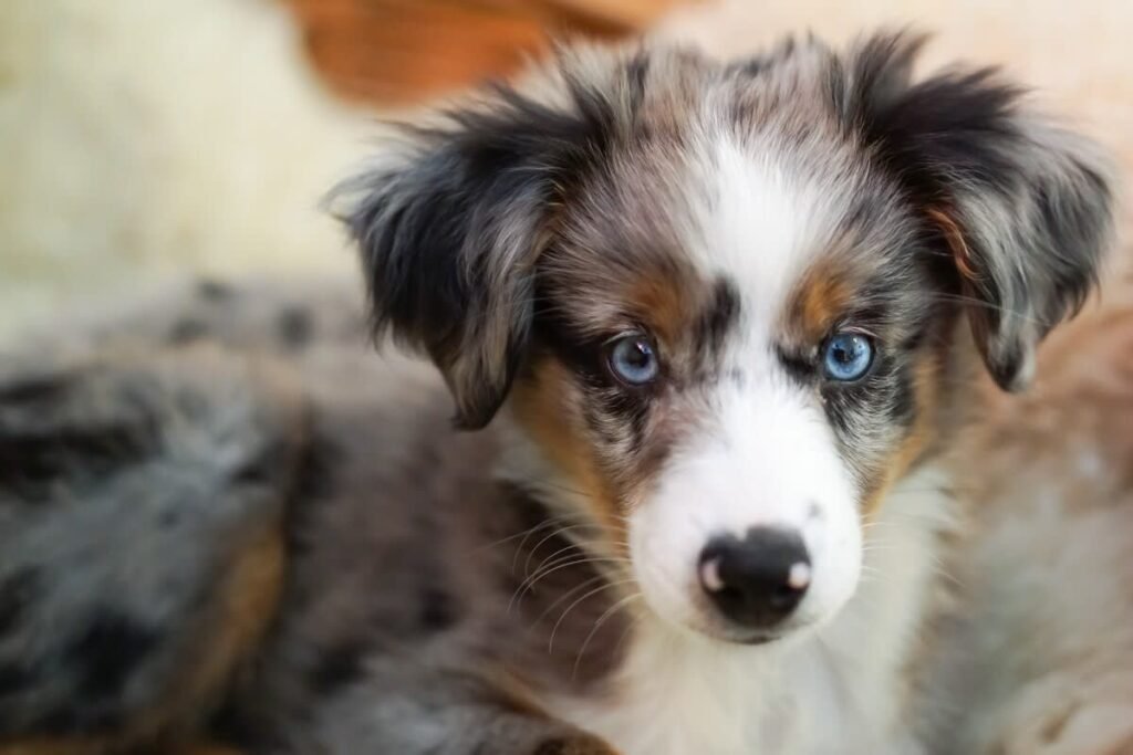 Miniature Australian Puppy’s Total Cuteness Overload When He Sees Grandma