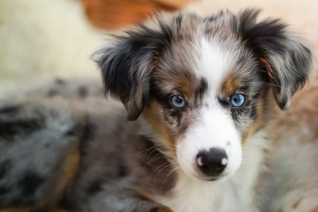 Miniature Australian Puppy's Total Cuteness Overload When He Sees Grandma Miniature Australian Puppy's Total Cuteness Overload When He Sees Grandma