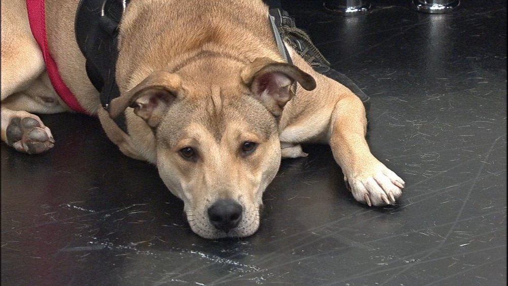 NASCAR Teams Up with Chicago Animal Care for Exciting Pet Adoption Event