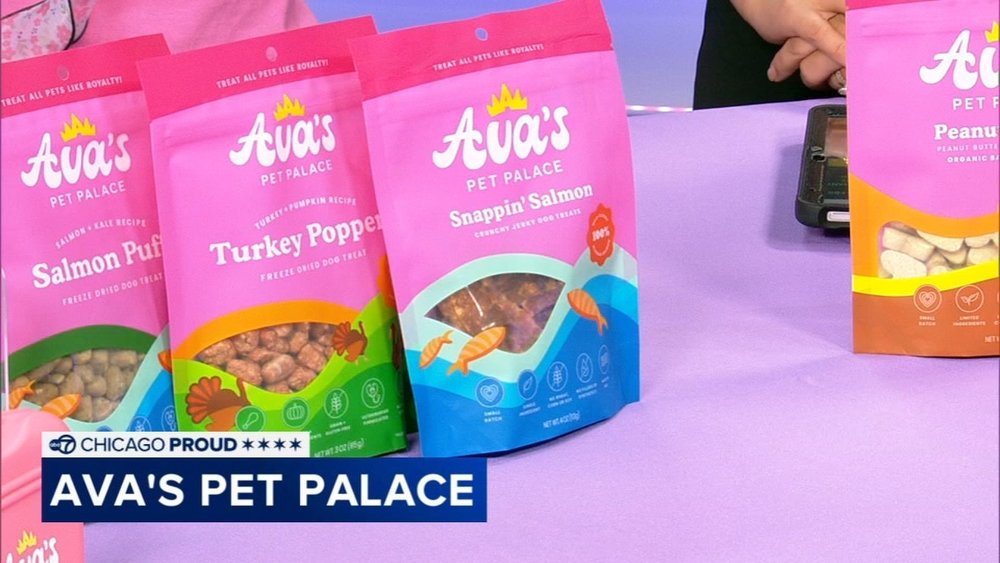 National Pet Month: Essential Dog Training Tips from an Expert