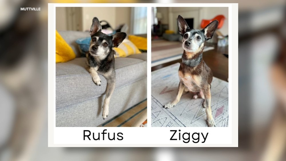 National Pet Month: Essential Dog Training Tips from an Expert