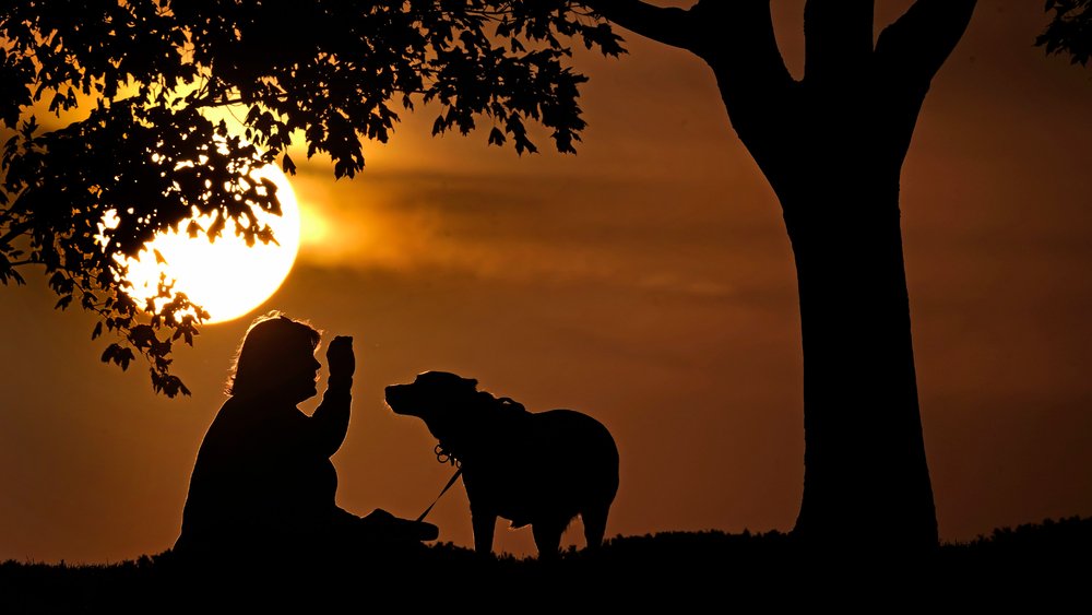 National Pet Month: Essential Dog Training Tips from an Expert