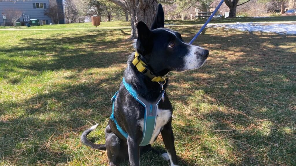 Overview of the Best Dog Harnesses for Every Size and Need