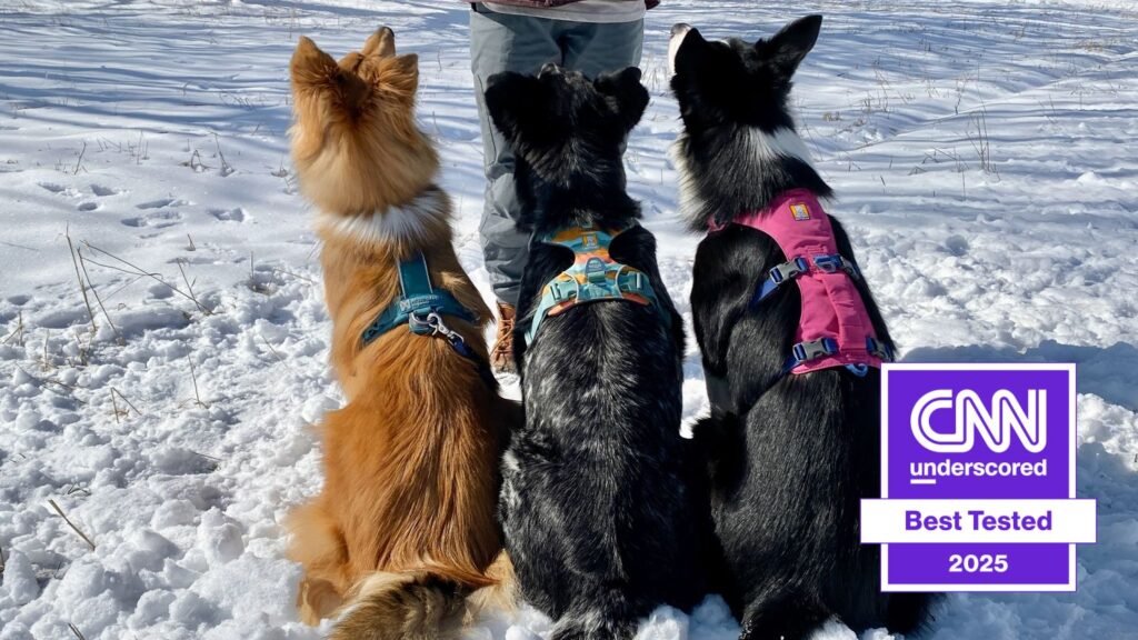 Overview of the Best Dog Harnesses for Every Size and Need