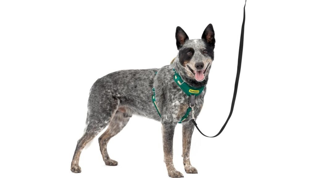 Overview of the Best Dog Harnesses for Every Size and Need