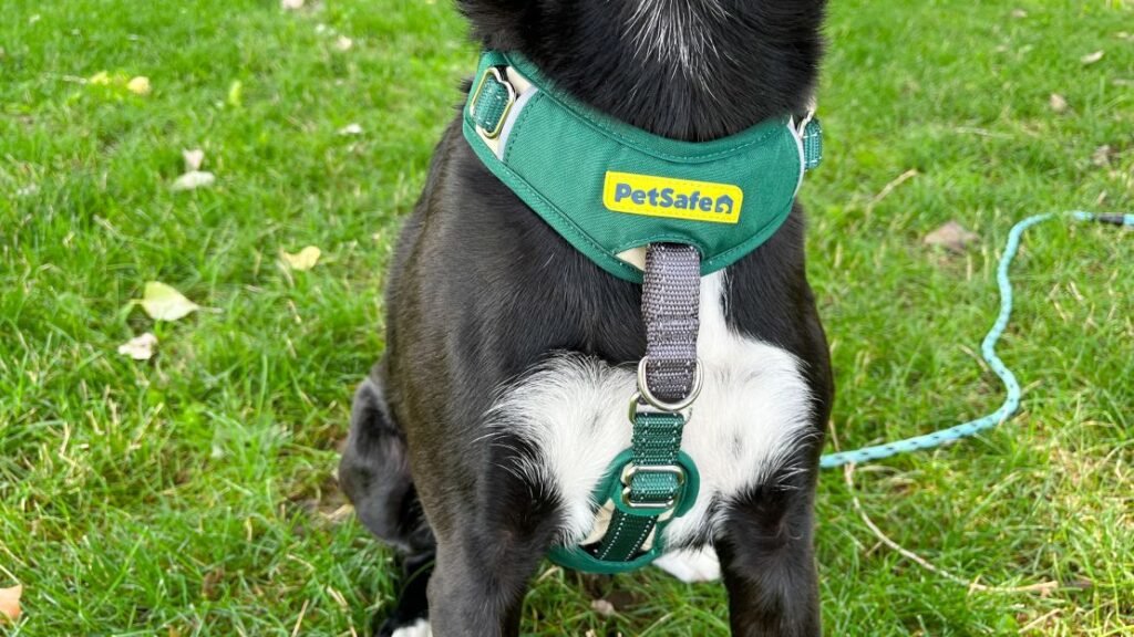 Overview of the Best Dog Harnesses for Every Size and Need