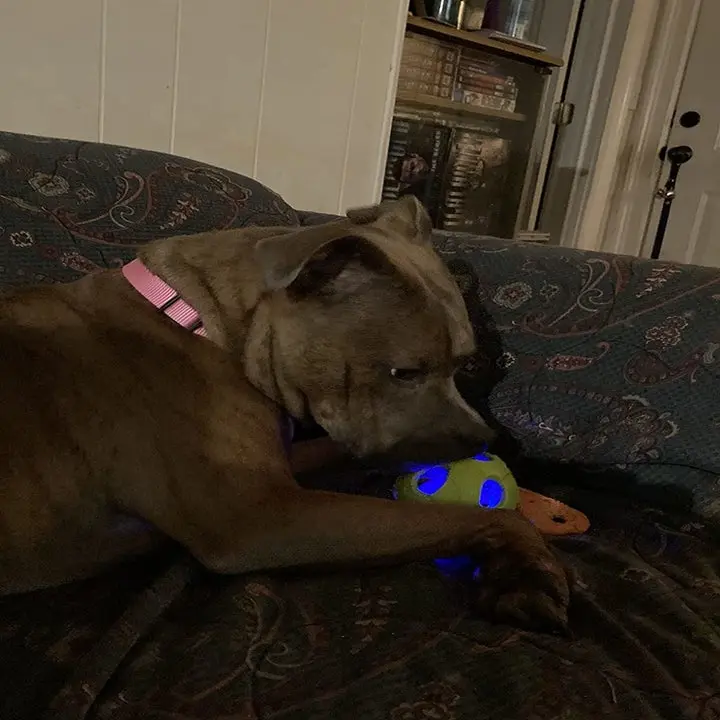 Overview of Tough Dog Toys to Protect Your Furniture