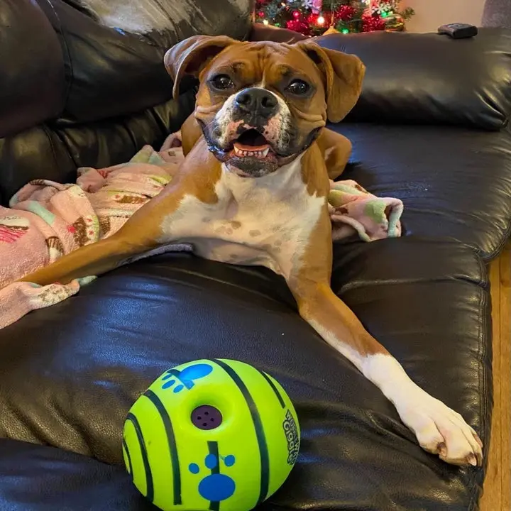Overview of Tough Dog Toys to Protect Your Furniture