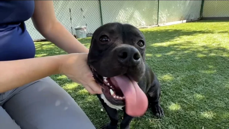 pet-shelter-caring-for-dog-found-in-cage-along-i-275-in-tampa-receives-community-support