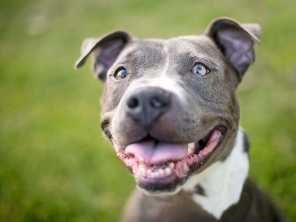 Pit Bull Insists on Wearing Her Fancy Collar Like the Queen She Is