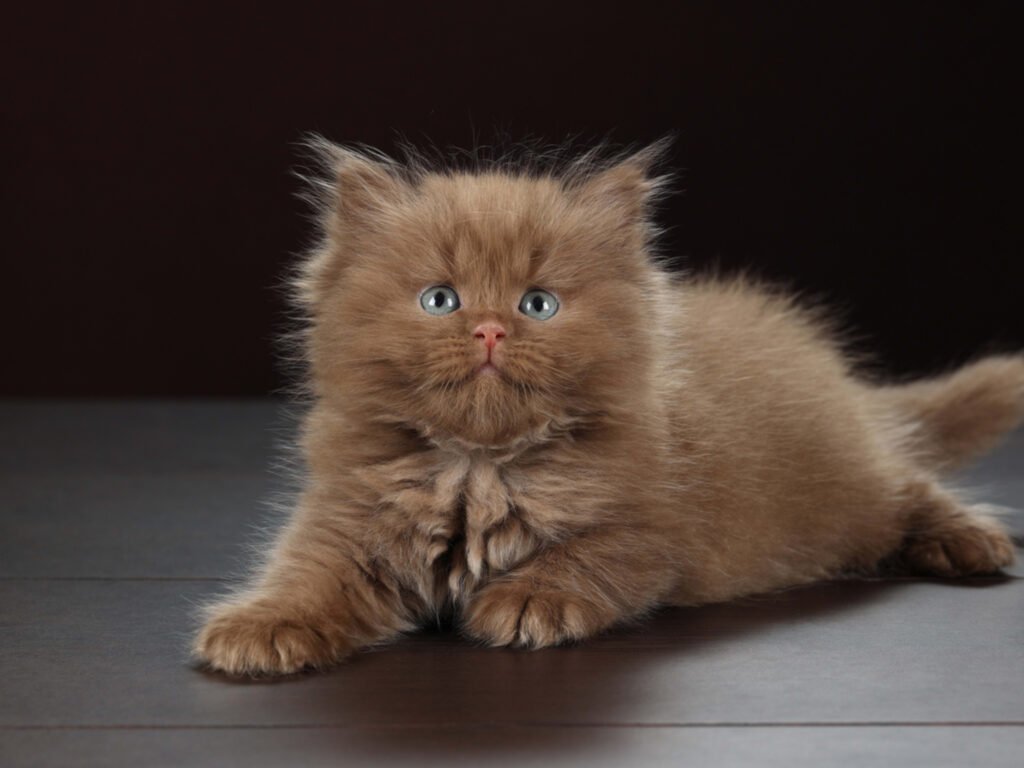 Rare Hot Cocoa-Colored Kitten Leaves Everyone Smitten With Adorable Pomegranate Nose