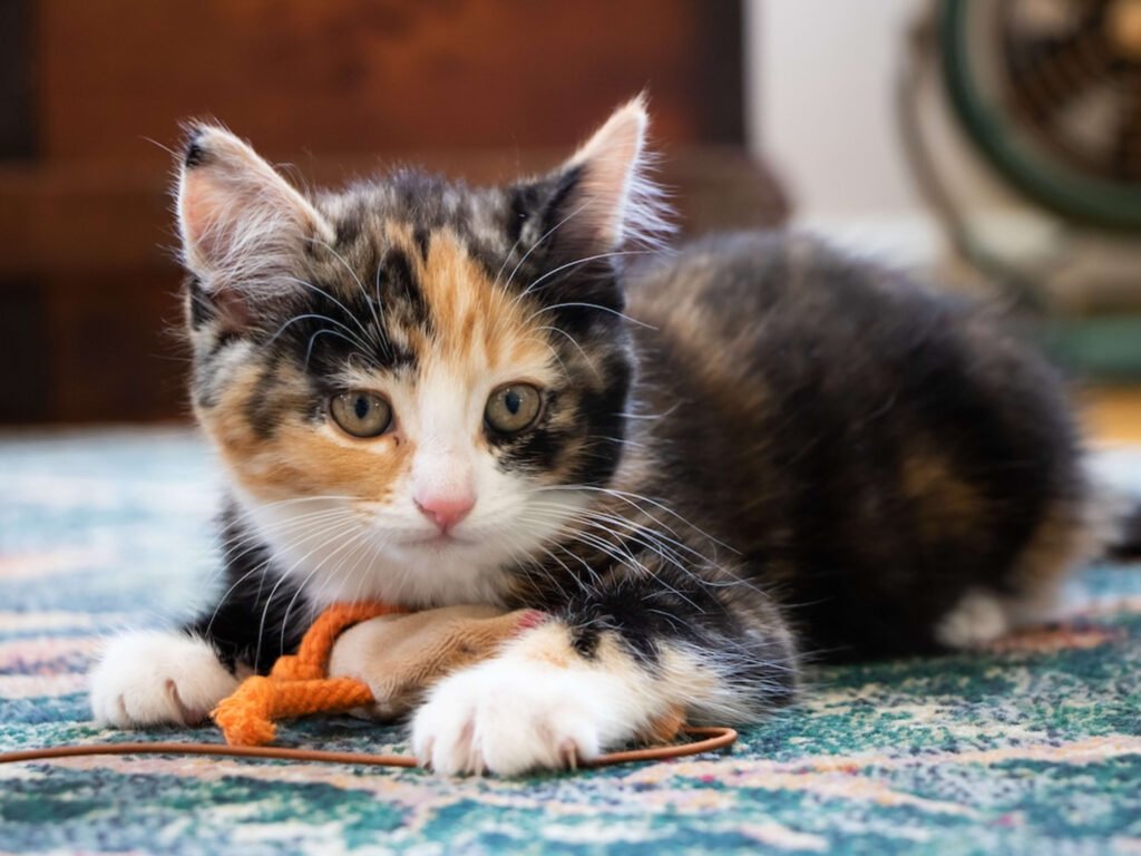 Tiny Calico Kitten’s Hilarious Reaction to the Name ‘Sweet Baby’