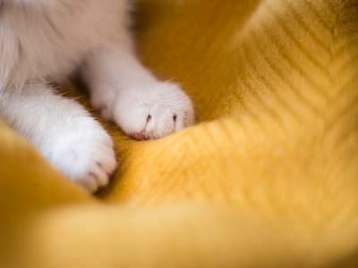 Tiny Calico Kitten’s Hilarious Reaction to the Name ‘Sweet Baby’