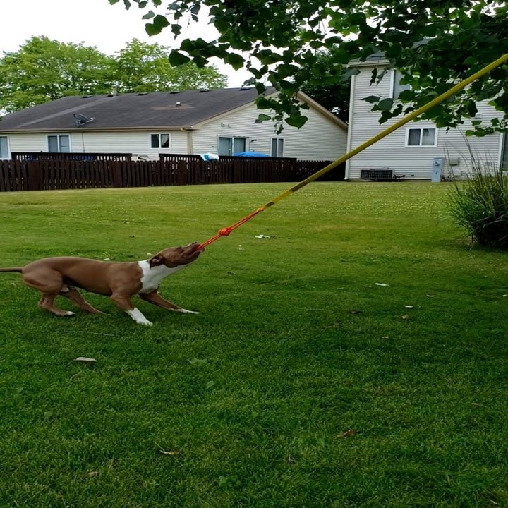 Tough Dog Toys: A Solution to Save Your Furniture