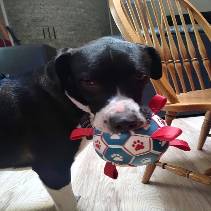 Tough Dog Toys: A Solution to Save Your Furniture