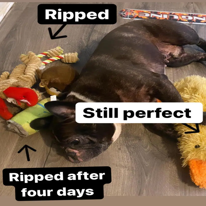 Tough Dog Toys: A Solution to Save Your Furniture