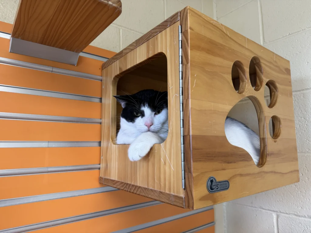 Wisconsin Animal Shelters Face Unprecedented Increase in Pet Surrenders Wisconsin Animal Shelters Face Unprecedented Increase in Pet Surrenders