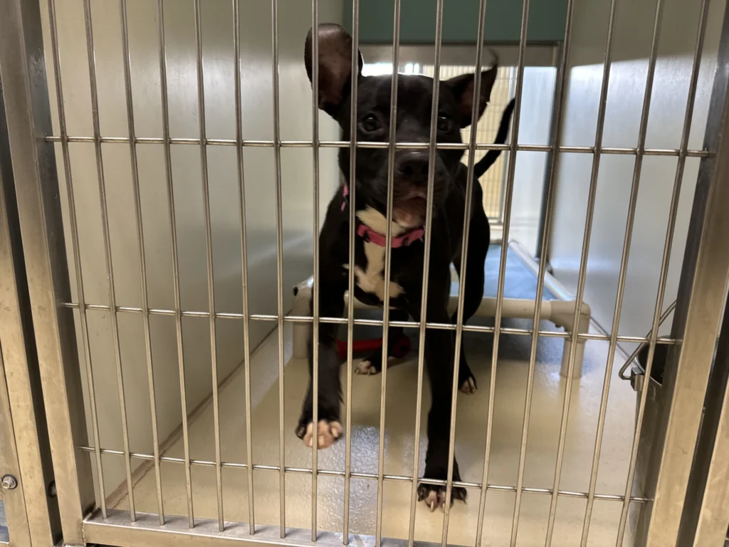 Wisconsin Animal Shelters Face Unprecedented Increase in Pet Surrenders Wisconsin Animal Shelters Face Unprecedented Increase in Pet Surrenders