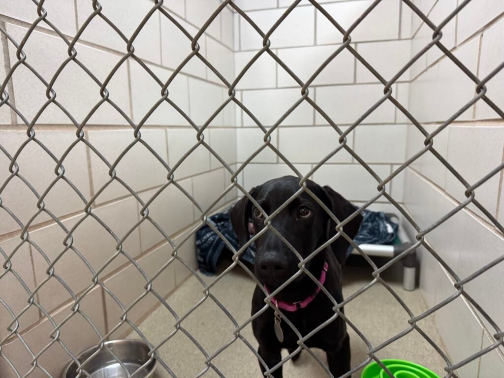 Wisconsin Animal Shelters Face Unprecedented Increase in Pet Surrenders