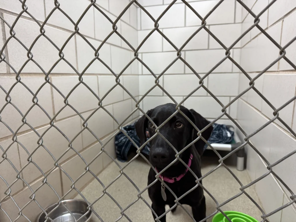Wisconsin Animal Shelters Face Unprecedented Increase in Pet Surrenders Wisconsin Animal Shelters Face Unprecedented Increase in Pet Surrenders