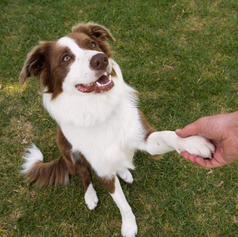 20 Easiest Dog Breeds to Train According to Experts