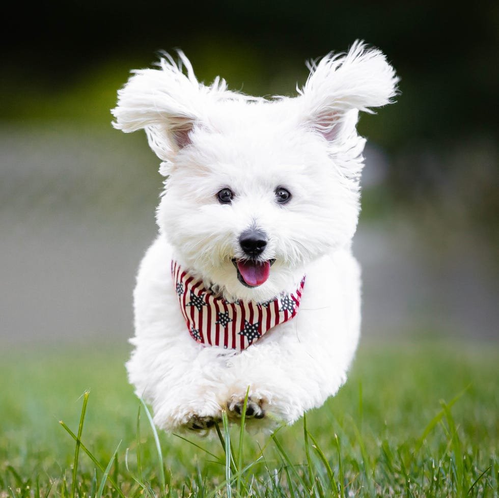 20 Easiest Dog Breeds to Train According to Experts