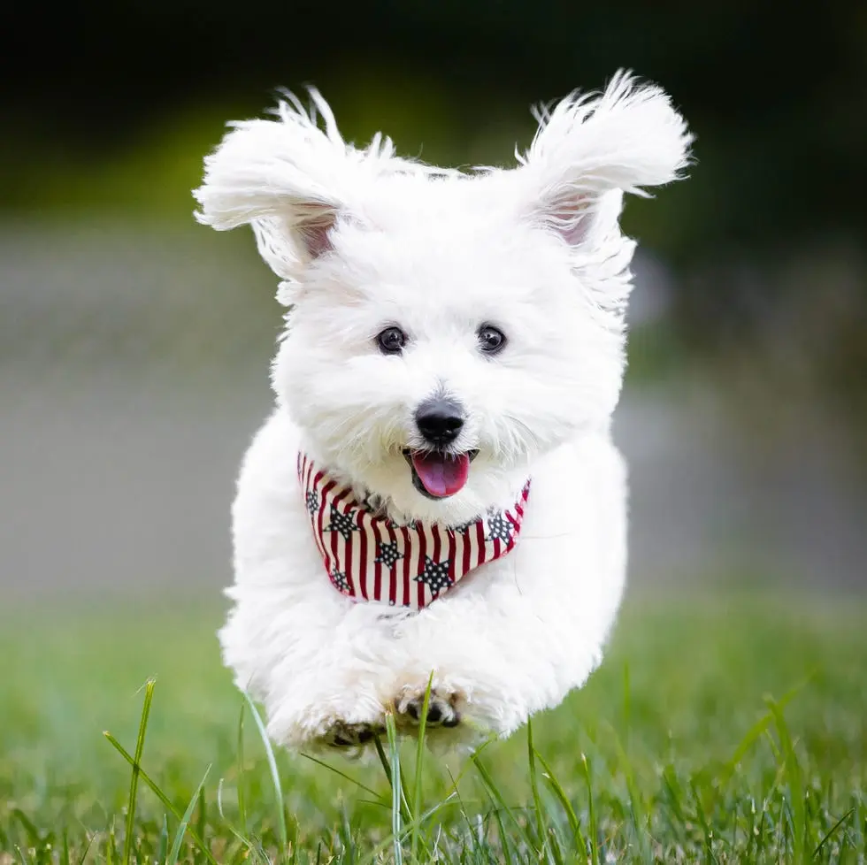 20 Easiest Dog Breeds to Train According to Experts 20 Easiest Dog Breeds to Train According to Experts