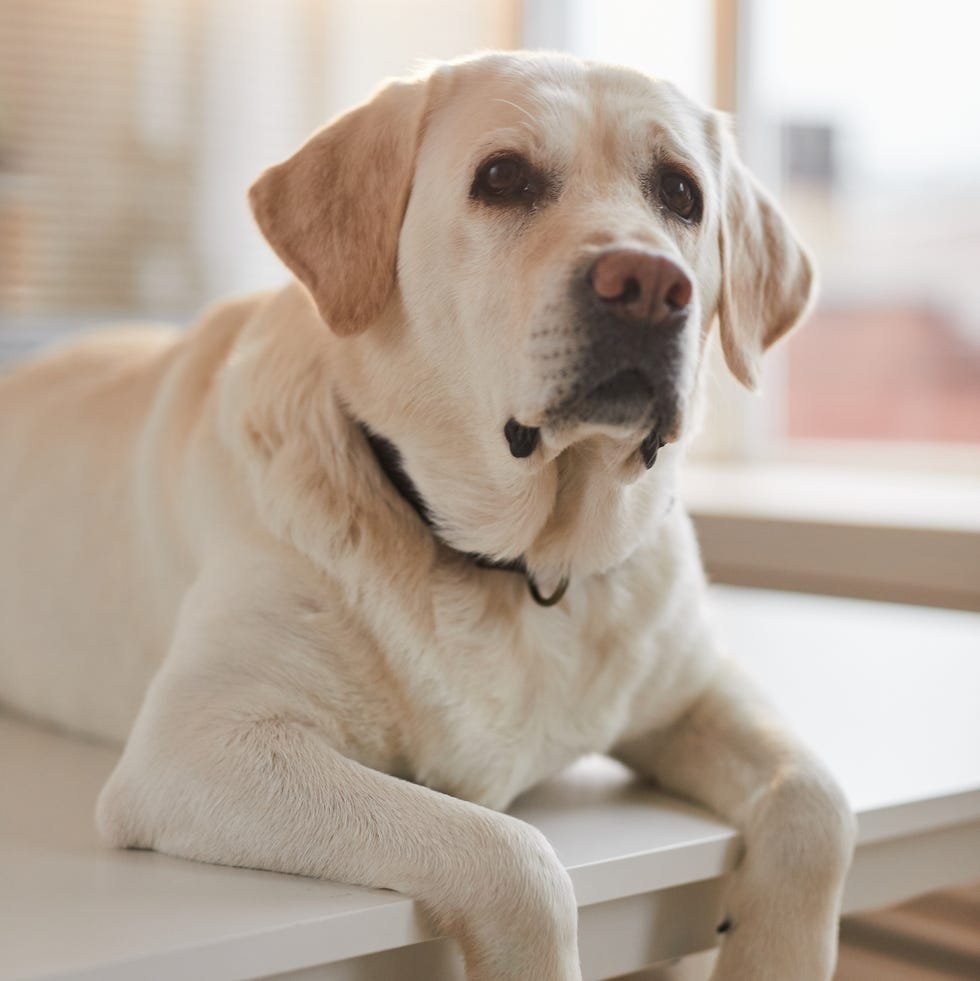 20 Easiest Dog Breeds to Train According to Experts