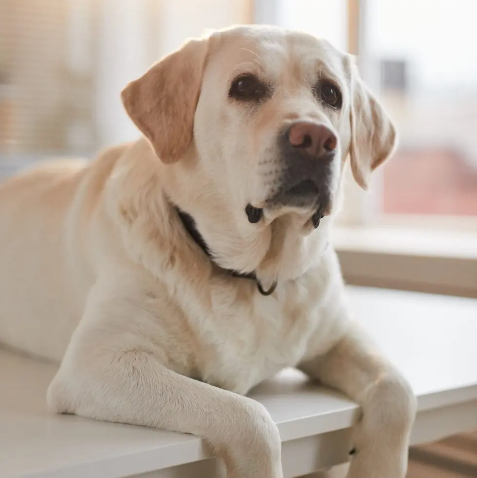 20 Easiest Dog Breeds to Train According to Experts 20 Easiest Dog Breeds to Train According to Experts