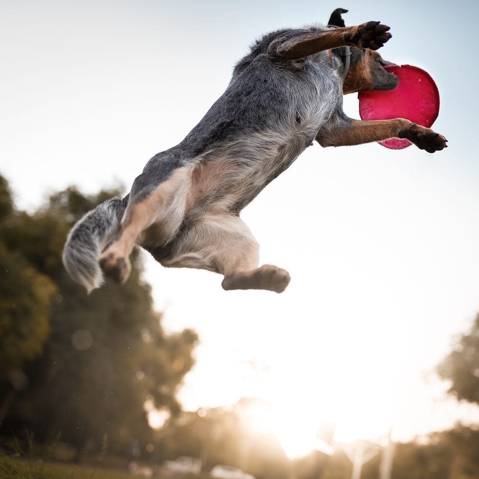 20 Easiest Dog Breeds to Train According to Experts