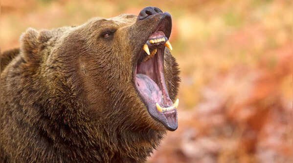 Animals That Survive Without Eating for Days