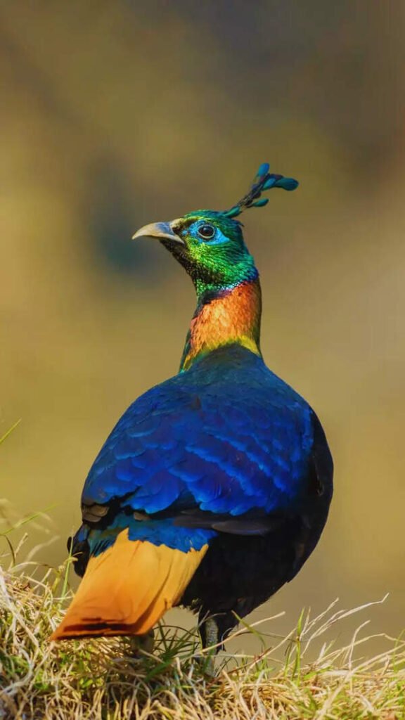 Animals That Survive Without Eating for Days