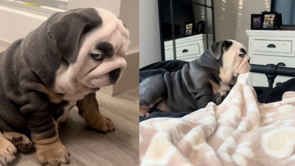 Bulldogs Side Eye Game Takes Over the Internet