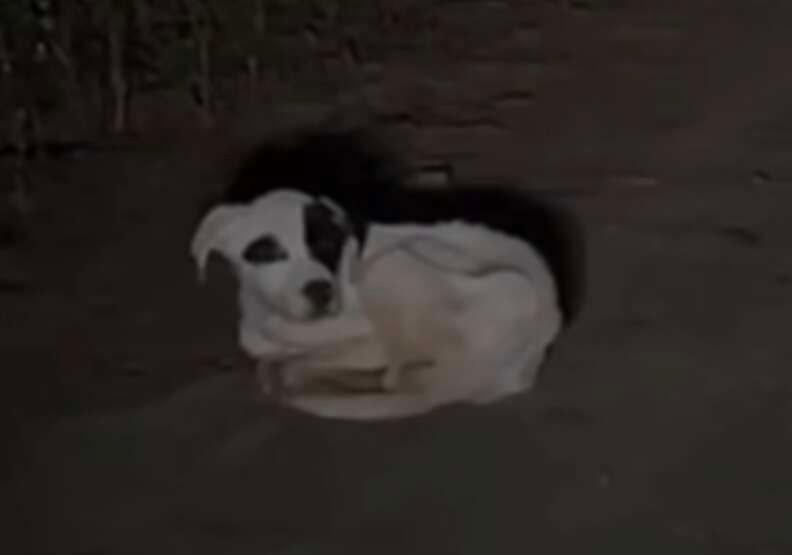 Camper Spots Lump On Remote Logging Road and Finds a Breathing Puppy