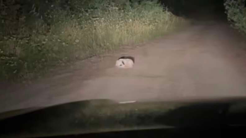 Camper Spots Lump On Remote Logging Road and Finds a Breathing Puppy