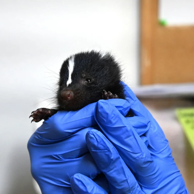 caring-for-wildlife-at-the-new-mexico-wildlife-center-1
