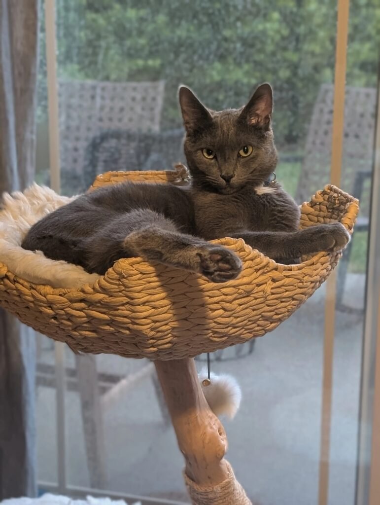 Carrie Bradshaw’s Cat Tree: A Stylish Investment for Your Feline